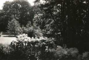 Dresden-Loschwitz. Schloss Eckberg. Park, Waldwiese