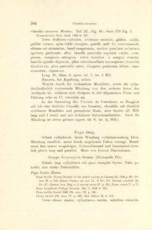 Pupa Drap