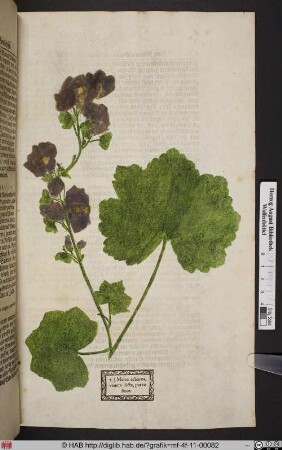 Malva arborea, veneta dicta, parvo flore.