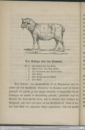 Der Schöps oder der Hammel