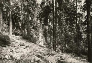 Sächsische Schweiz, südlich von Rosenthal-Bielatal-Raum. Zauschengrund (links Felswände)
