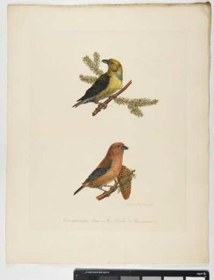 Loxia curvirostra. Linn. 1. Mas. varietas. 2. Mas. annuus. - Fichtenkreuzschnabel. Loxia curvirostra; mas variet. mas annuus. - Zeichner und Stecher: Ambrosius Gabler .