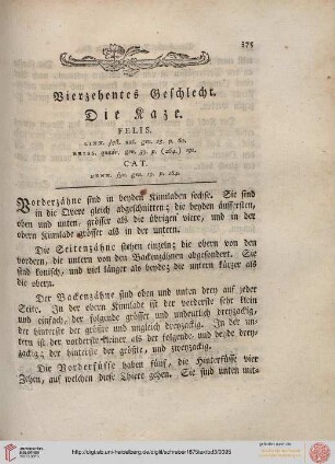 Vierzehentes Geschlecht: Die Kaze