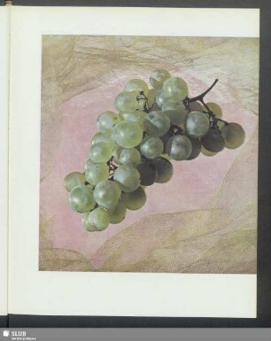 "Weintraube"- Agfacolor