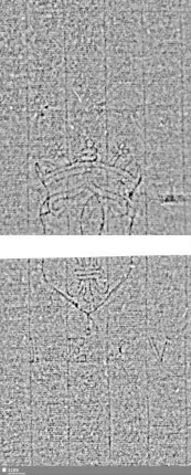 Lilienschild + IESV / LW = S.49/50+53/54