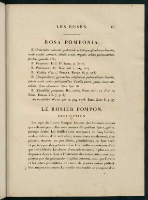 65-66, Rosa Pomponia. Le Rosier Pompon.