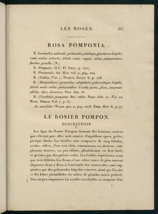 65-66, Rosa Pomponia. Le Rosier Pompon.
