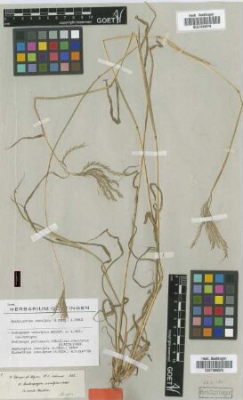 Andropogon insculptus Hochst. ex A.Rich. [Isosyntype]