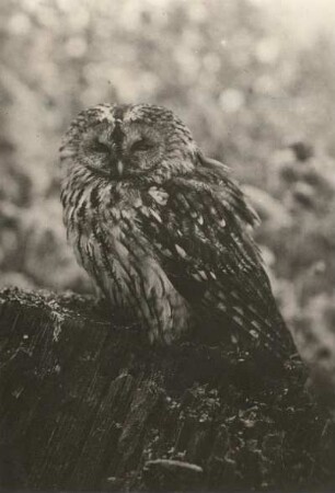Waldkauz (Strix aluco)