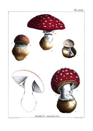 Tav. XXIX. Agaricus muscarius Linn.