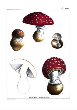Tav. XXIX. Agaricus muscarius Linn.