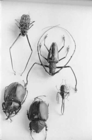 Käfersammlung bei den Landessammlungen für Naturkunde.