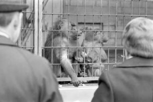 Besuch bei den Affen im Karlsruher Zoo