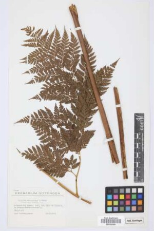 Culcita macrocarpa C. Presl