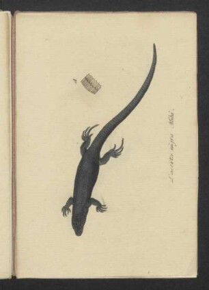 Lacerta nigra Mihi.