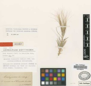 Aristida paradoxa Steud. [syntype]