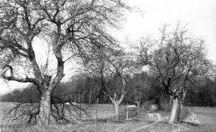 Neschwitz-Saritsch. Weg zur Windmühle