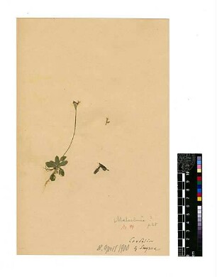 Cruciferae Malcolmia confusa Boissier, Edmond (1810 - 1885) [Smyrna]