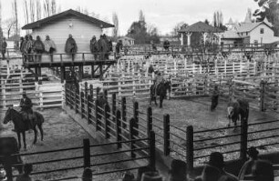 Viehmarkt in Osorno : Blick auf die Viehpferche des Marktes in Osorno.