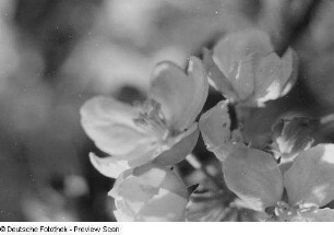 Nahaufnahme von Blüten