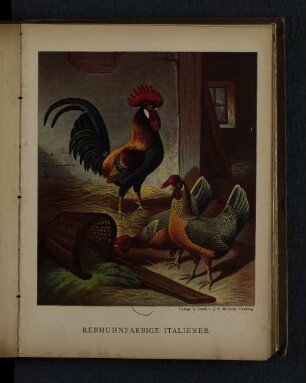 Rebhuhnfarbige Italiener.