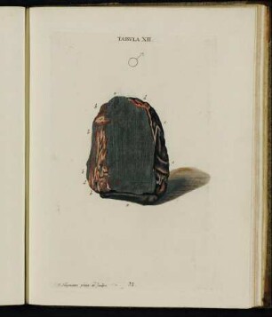 Tabula XII.