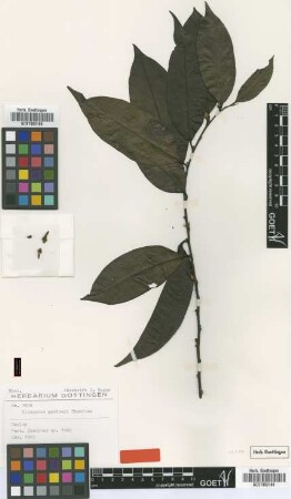 Diospyros gardneri Thwaites [type]