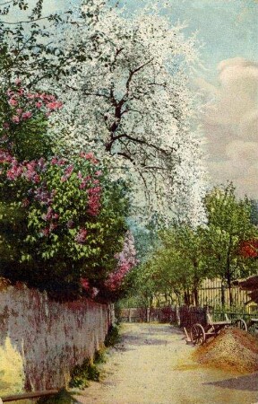 Postkartenalbum mit Motiven von Durlach. Baumblüte