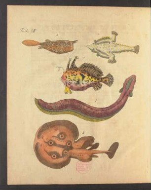 Tafel VIII.: Fische.