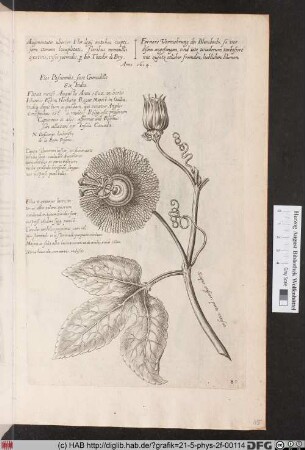 [Passionsblume]