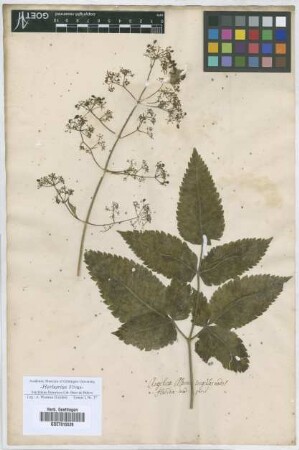 Angelica