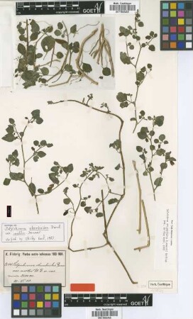 Salpichroa rhomboidea Dunal var. Dammer mollis[isotype]