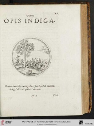 XXXII. Opis indiga