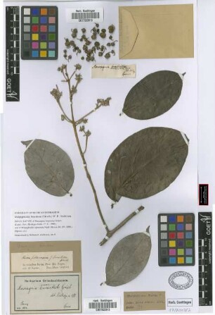 Mascagnia bracteosa Griseb.