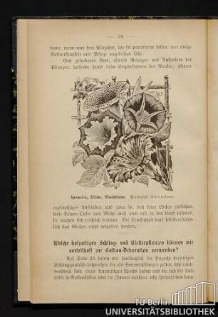 Welche holzartigen Schling- und Kletterpflanzen können wir vorteilhaft zur Balkon-Dekoration verwenden?