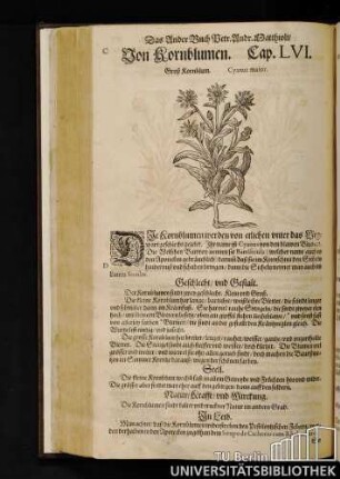 Cap. LVI. Von Kornblumen.