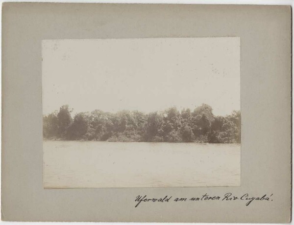 Riverside forest on the lower Rio Cuyabá