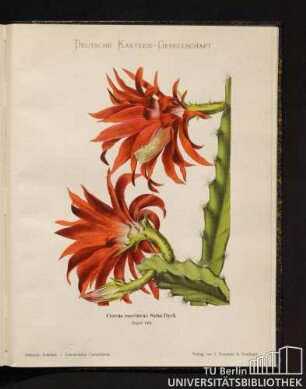 Tafel 118. Cereus coccineus Salm-Dyck