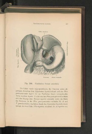 Fig. 280. Vestibulum bursae omentalis.