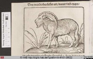 [Steinbock]