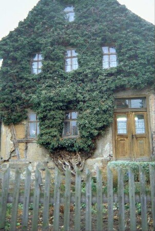 Hausgiebel, efeubewachsen