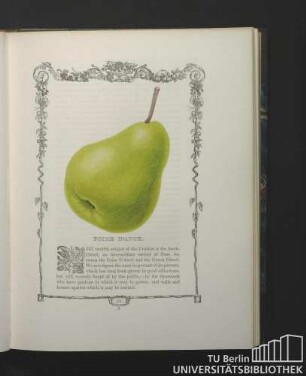 Poire D'auch.