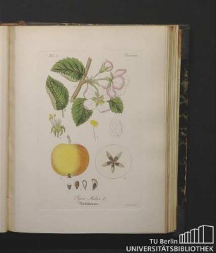Pomaceae. Pyrus Malus L. Apfelbaum.