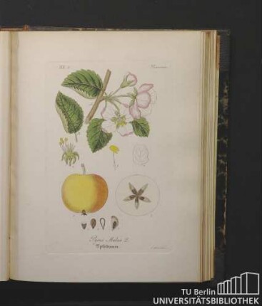 Pomaceae. Pyrus Malus L. Apfelbaum.