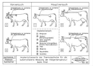 Implantationsorte der Thermokatheter für die automatisierte Messung der Körpertemperatur beim Rind