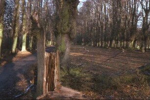 Park: Lindenallee, im Vordergrund Baumstumpf