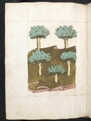 Gewürzpflanzen (-bäume); (Teil IV B: Von den wohlschmekcenden Bäumen)
