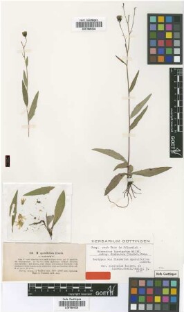 Hieracium sparsifolium Lindeb. var. (Lindeb.) Zahn diminutum[isotype]