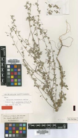 Indigofera suaveolens Jaub. & Spach var. Chiov. subquadriflora[isotype]