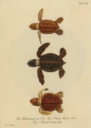 Tab XVII. Fig. 1. Testudo imbricata Linn. Fig. 2. Testudo Mydas Linn. Fig. 3. Testudo Caretta Linn